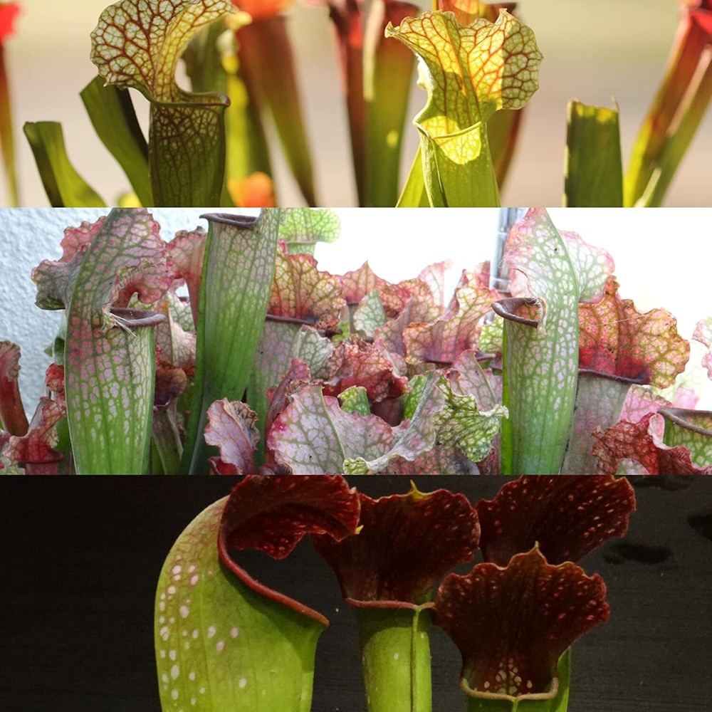 LIVE Carnivorous Pitcher Plant (Sarracenia) Beginner Friendly