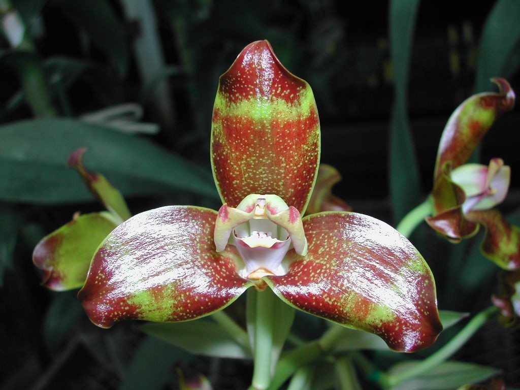 Grammangis ellisii #3