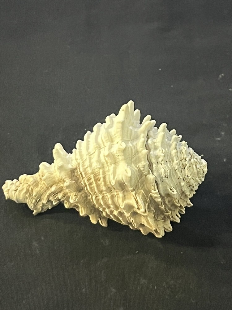 EXTINCT Fossilized VASE Shell From Central Florida, Pliocene Era.