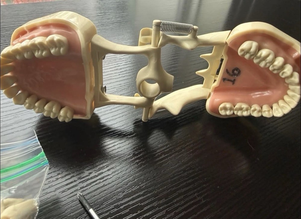 Frasaco Dental Dentoform