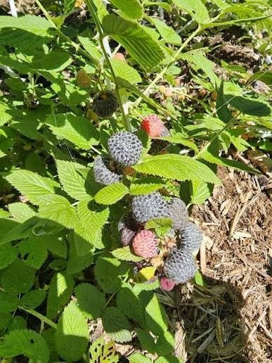 Mysore Raspberry Starter Plant.