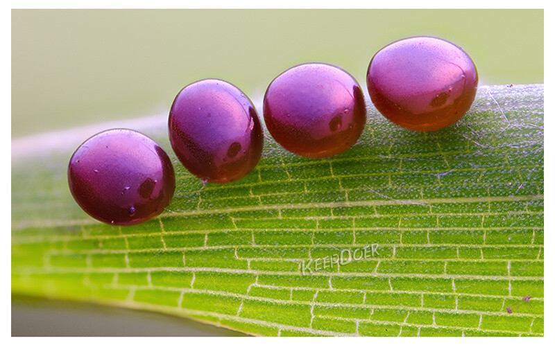 Macro Photography Reflector Cover Soft Box Diffuser For Flash Lamp Flashlight