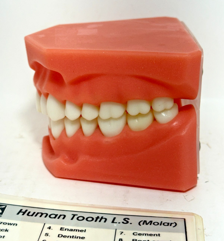 Vintage Human Tooth L.S. (Molar) Dental Teaching Learning Teeth Model