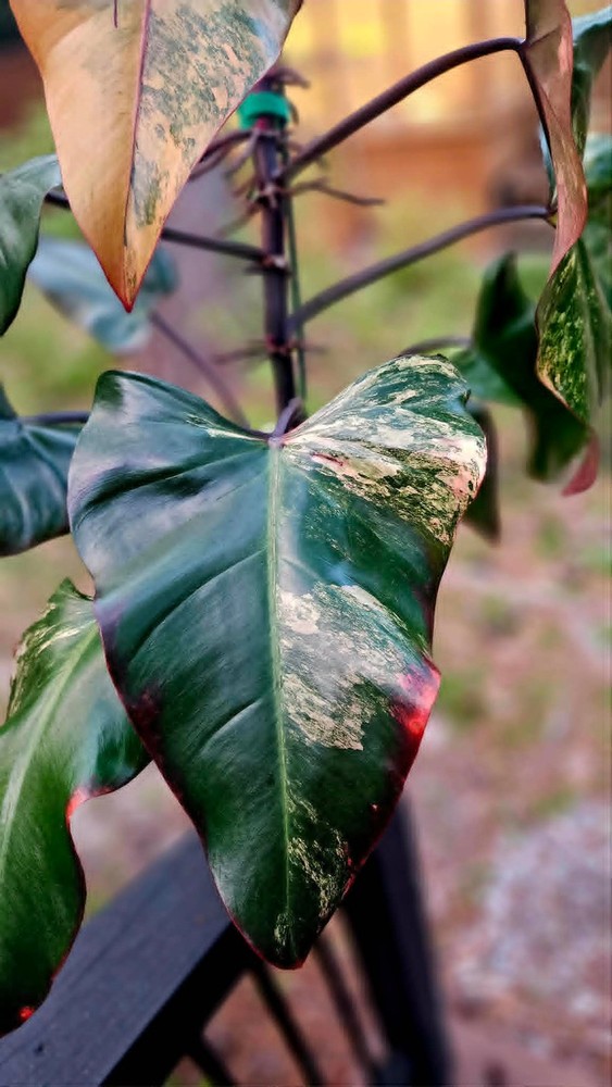 Philodendron Strawberry Shake