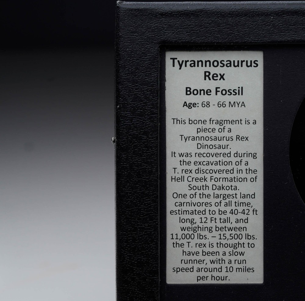 Authentic T-Rex Fossil in Collector's Box