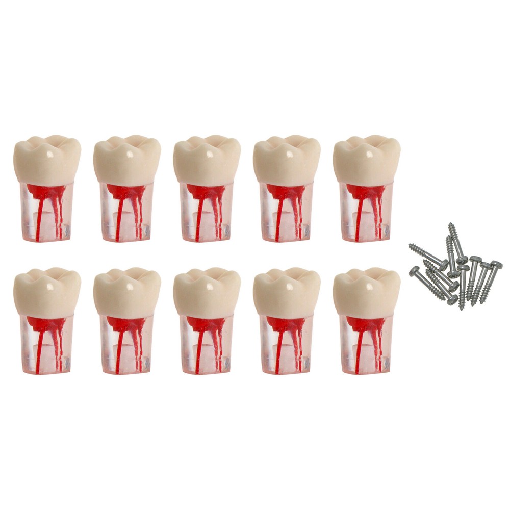 Dental Endo Root Canal Teeth Models Study RCT Practice Typodont Model #8006