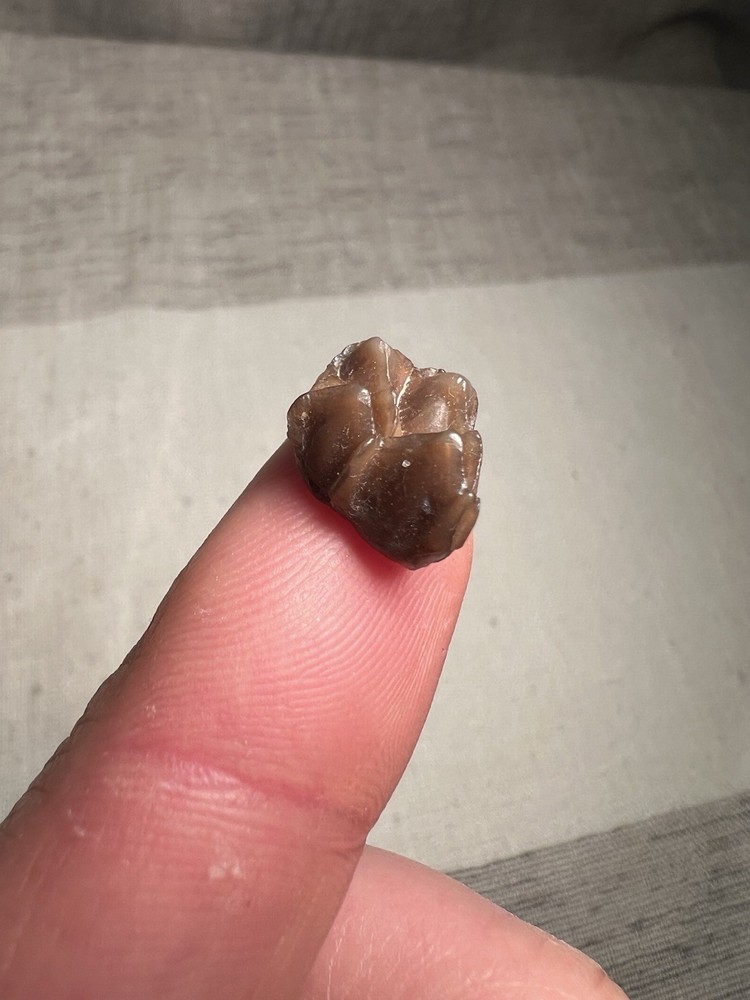 Fossilized Teeth Brule Formation Oligocene Epoch Sharp Specimen