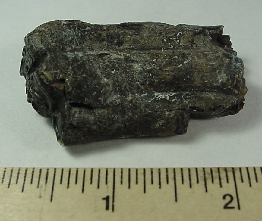 Fossilized Horse tooth from South Florida