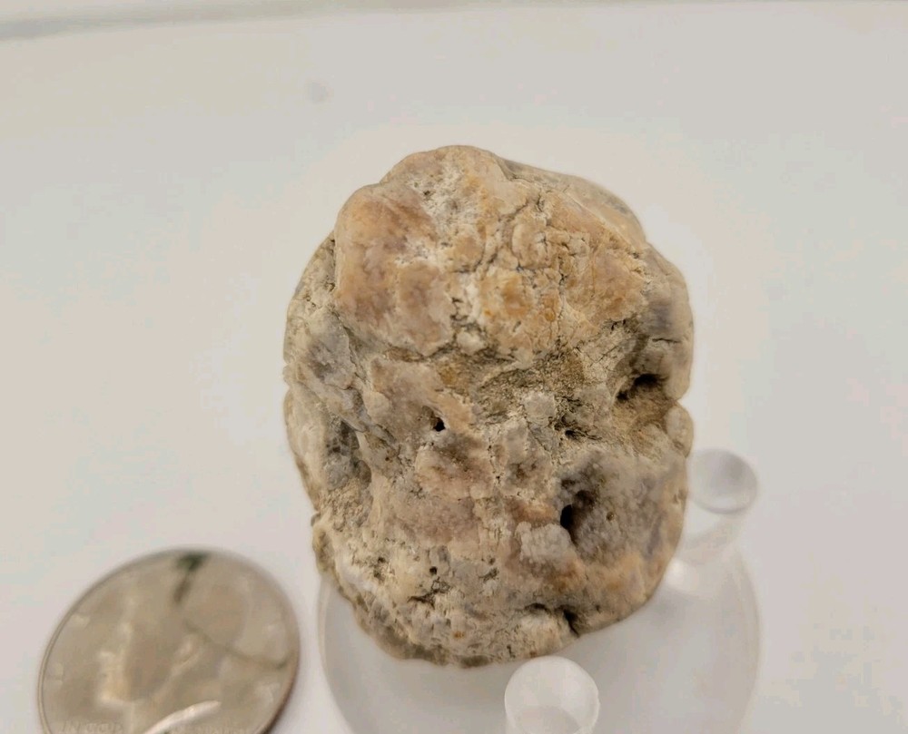 Real Permineralized Reptile Egg Fossil