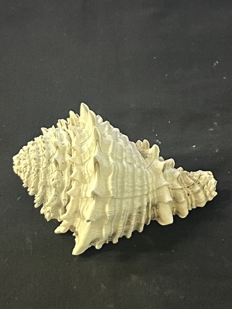 EXTINCT Fossilized VASE Shell From Central Florida, Pliocene Era.