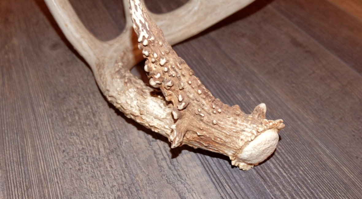 Whitetail Deer Antler - Deer Shed ~ Collectors
