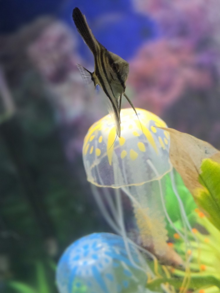 20-Gallon Complete Aquarium Setup (With Fish)