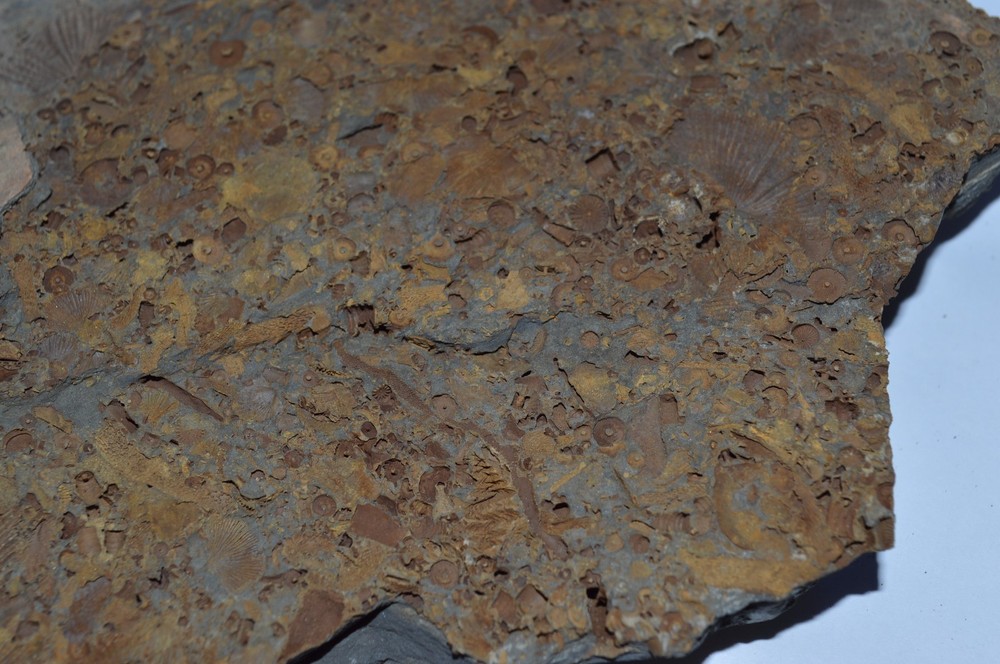 FOSSIL WITH BRACHIOPODS PRINTS ( 25, 22F)