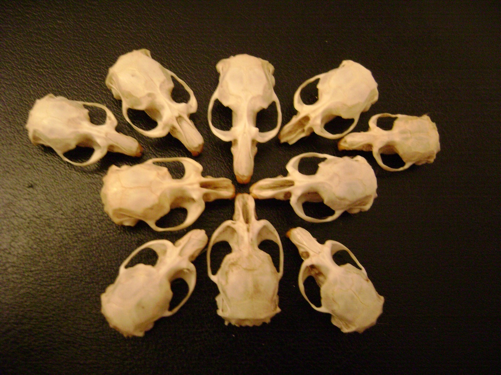 10 REAL MOUSE SKULLS for steampunk jewelry or magic wands TAXIDERMY LOT bones
