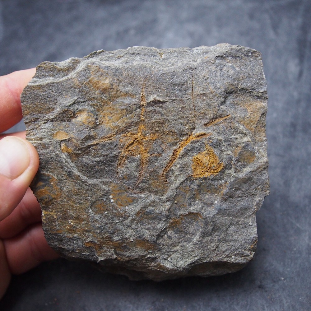 Edrioasteroid Protaster sp. Echinoderms Ordovician Fossil Fossilien