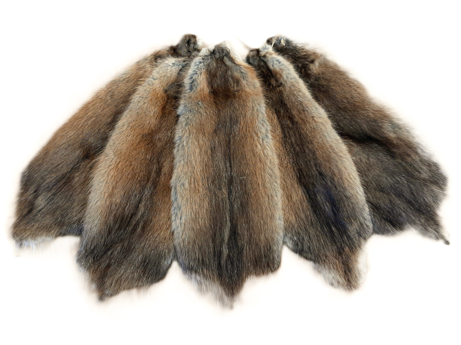 1 - Tanned Midwestern Muskrat Pelt-Various Grades, 12"-14" Length