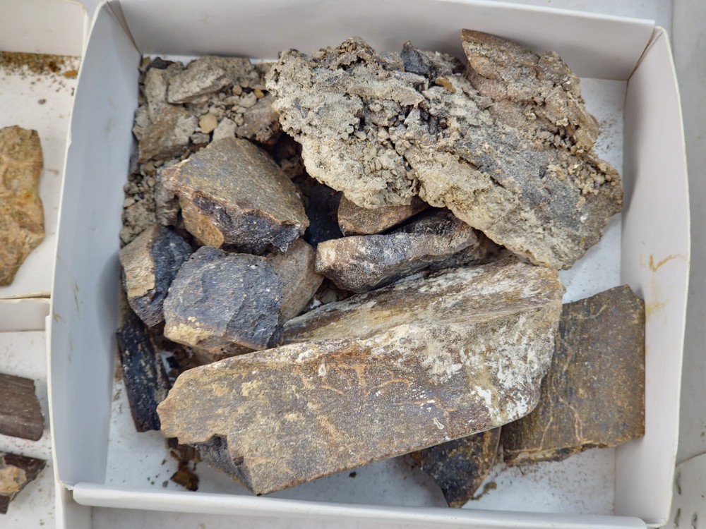 Lance Formation Dinosaur Bone Projects - Tendons, Ribs, Etc. - Weston Co., WY