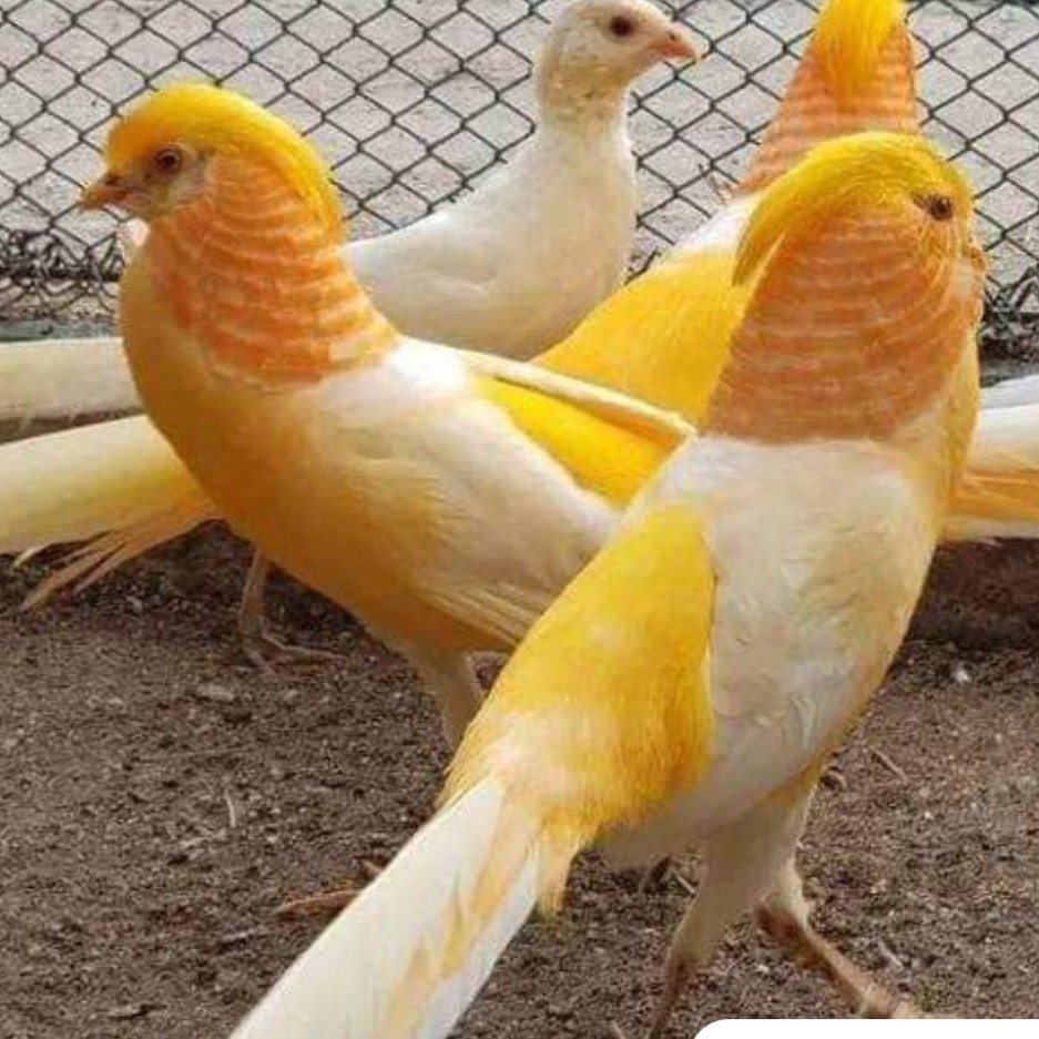 4 Peach Pheasant Hatching Egg .Please read description