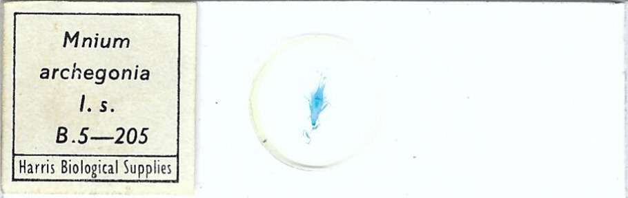 Mnium sp. Archegonia l.s. Microscope Slide