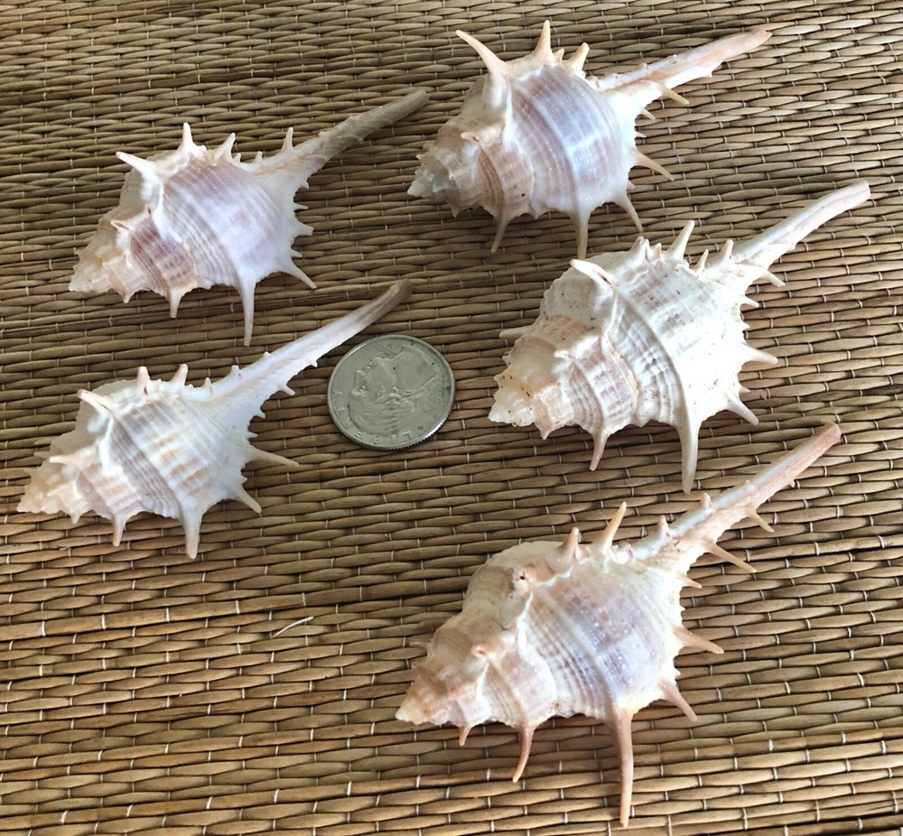 5 LARGE TURNISPINIA MUREX SEA SHELLS - BETWEEN 3” & 4" TALL