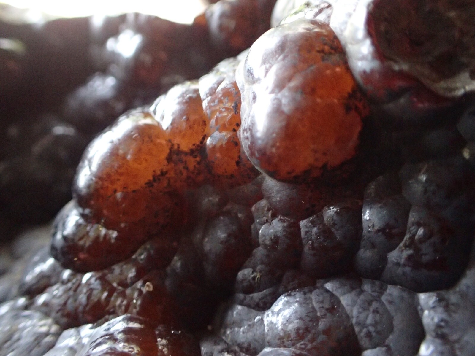 Botryoidal Fossil Coral Geode Chunk GA Specimen Collection Agate Marine Sea WC63