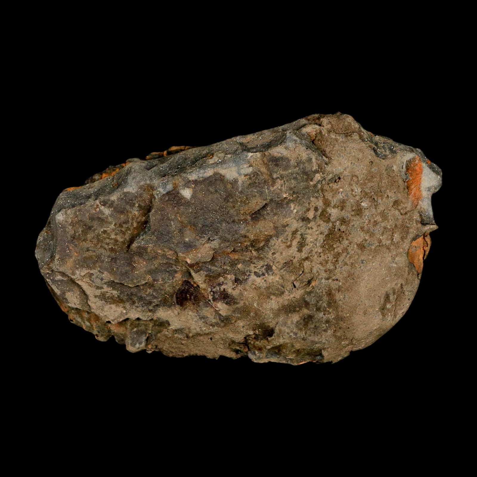 3.6" Flexicalymene Trilobite Fossil Ordovician Age Tazzarine Region Morocco COA