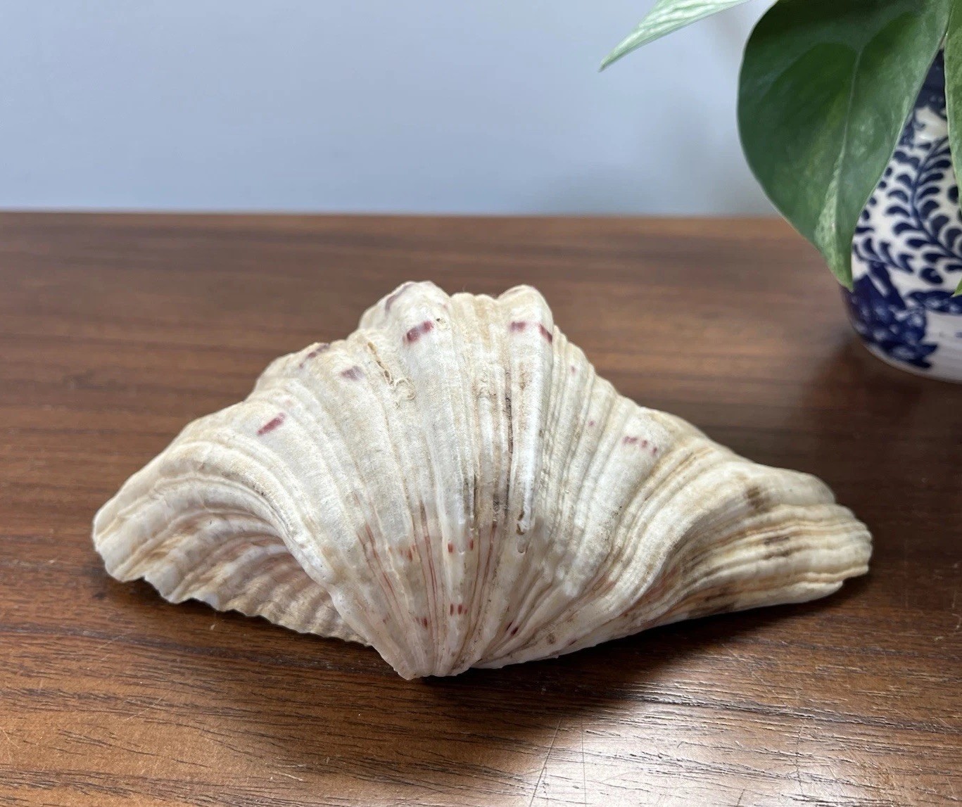 Bear Paw Clam Shell Half 7” X 5” Natural Nautical Beach Decor Real Coastal