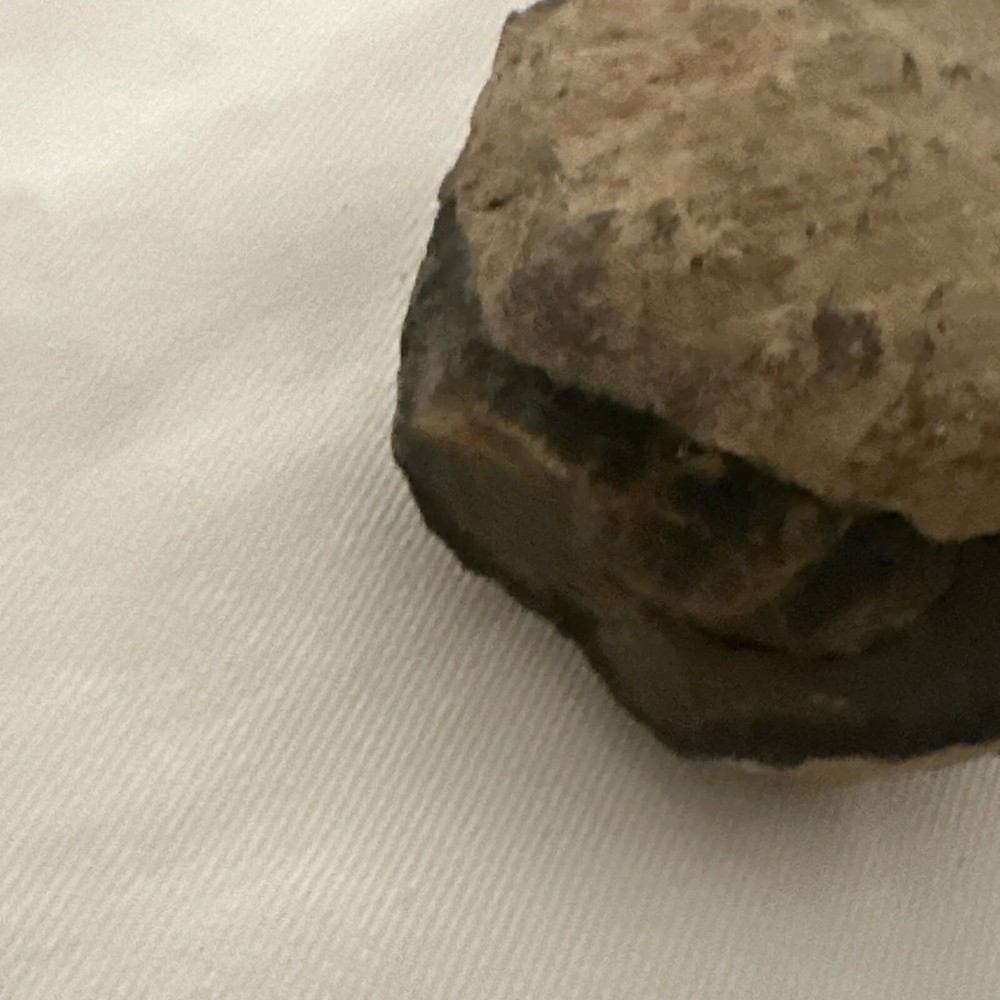 2.2” Flexicalymene Trilobite Nodule