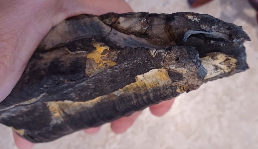 Unknown Large Fossil