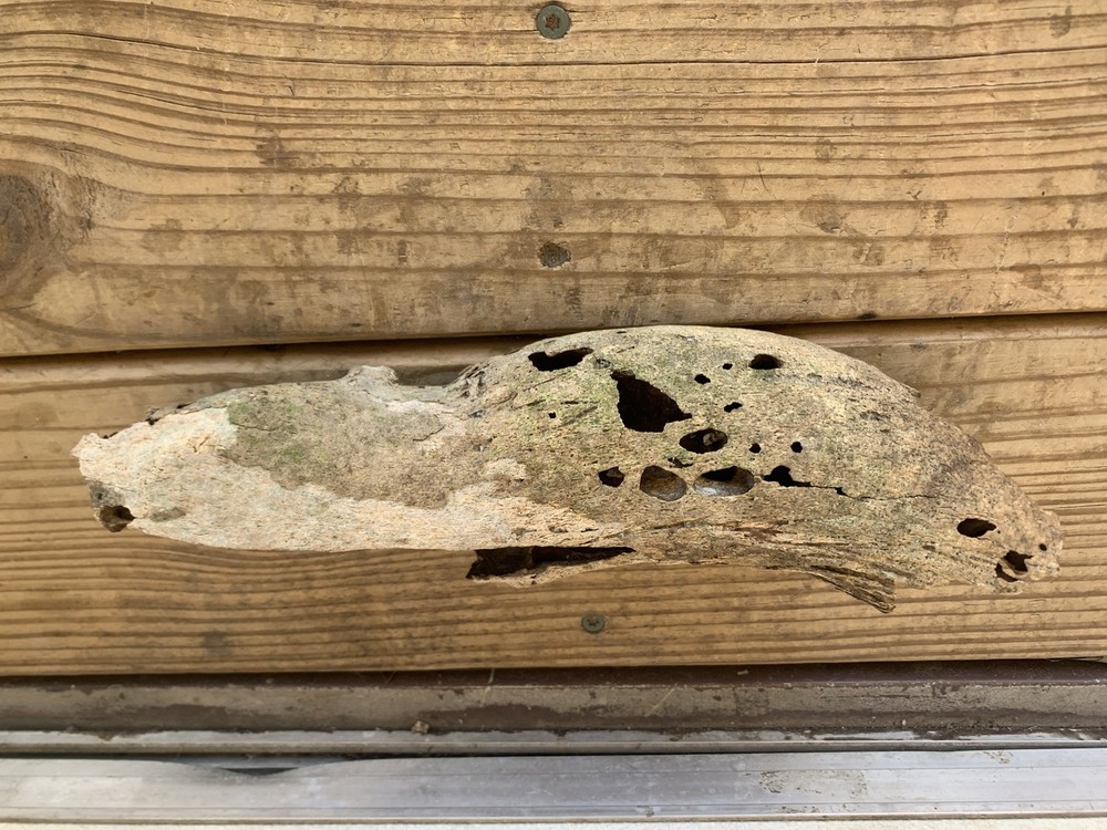 Fossilized bison horn