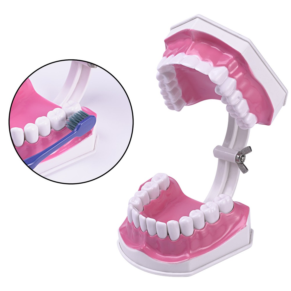 Dental Typodont Demonstration Model Removable 28 Teeth 2 Time Large Study Model
