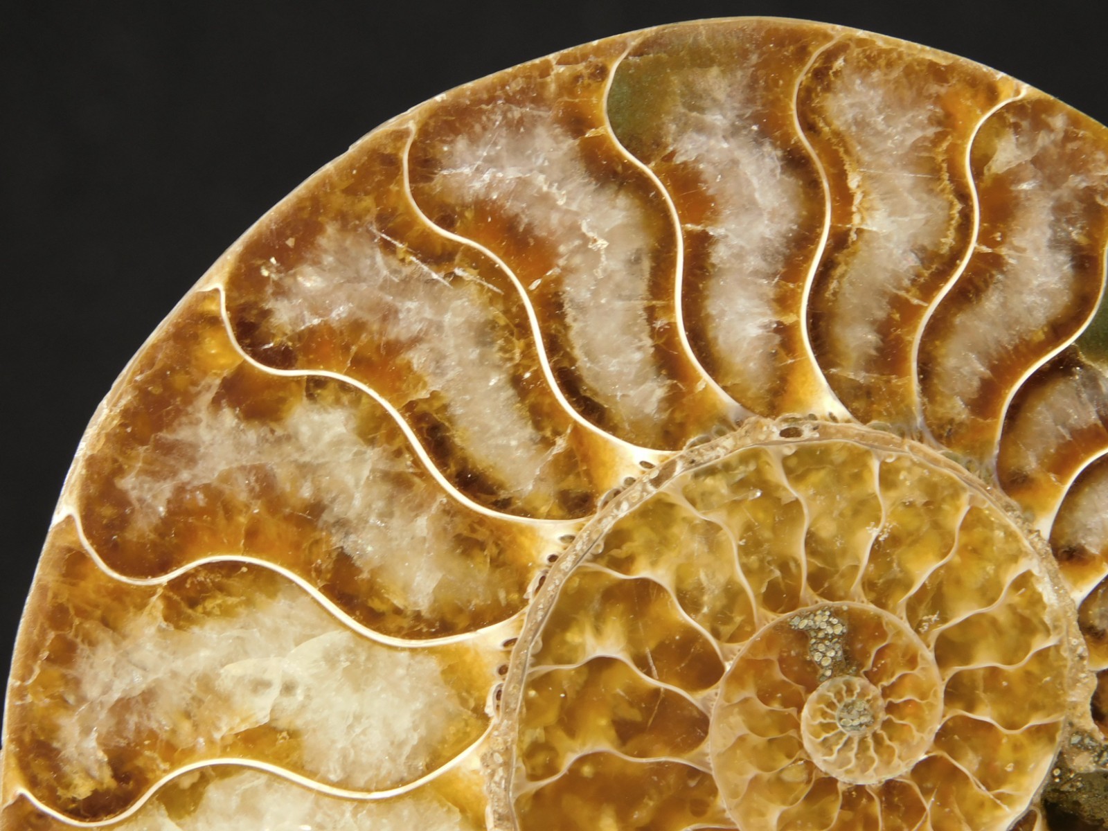Larger! Cut and Polished AAA Cleoniceras AMMONITE Fossil From Madagascar 149gr