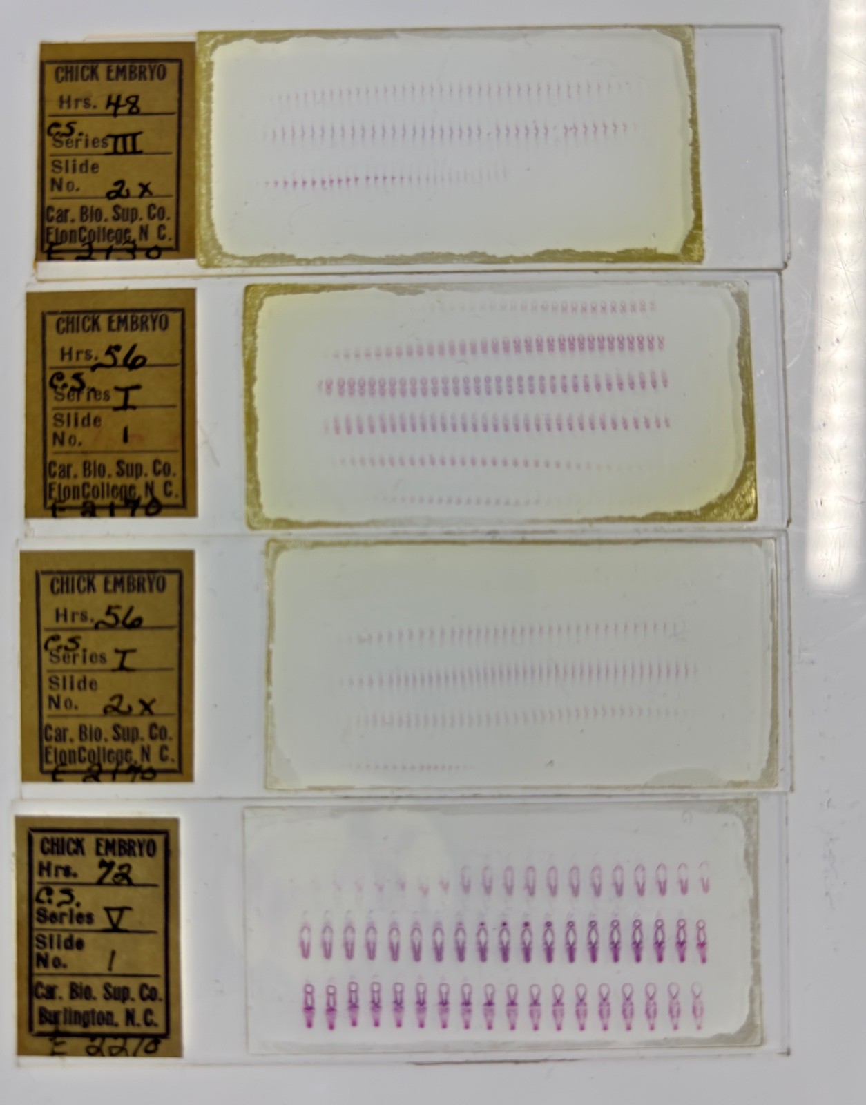 Embryology Microscope Slide Set 25 – aquatic, amphibian, chick, and mammal