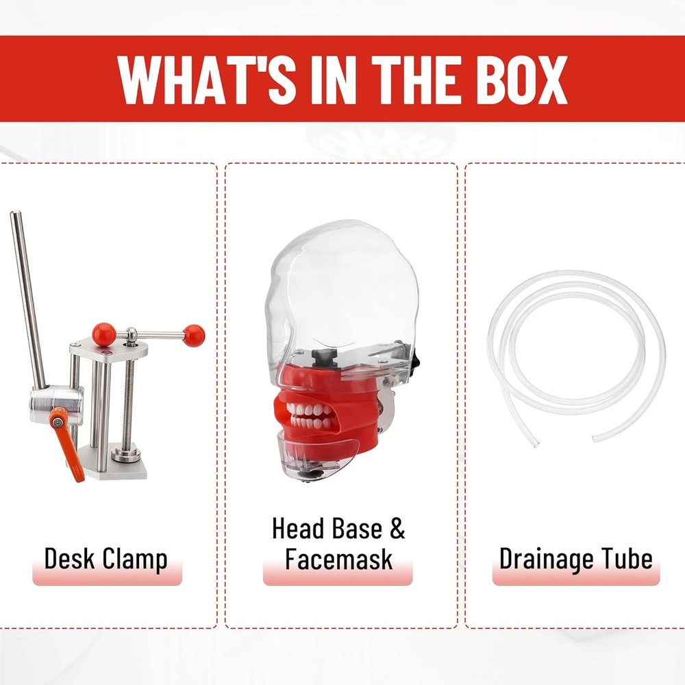 US Dental Simulator Mannequin Head Teeth Model Teaching Practicing Head Mold New