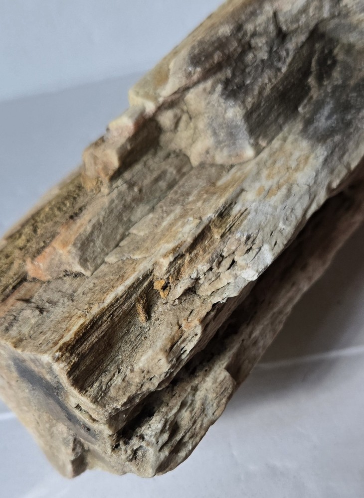 Petrified Wood