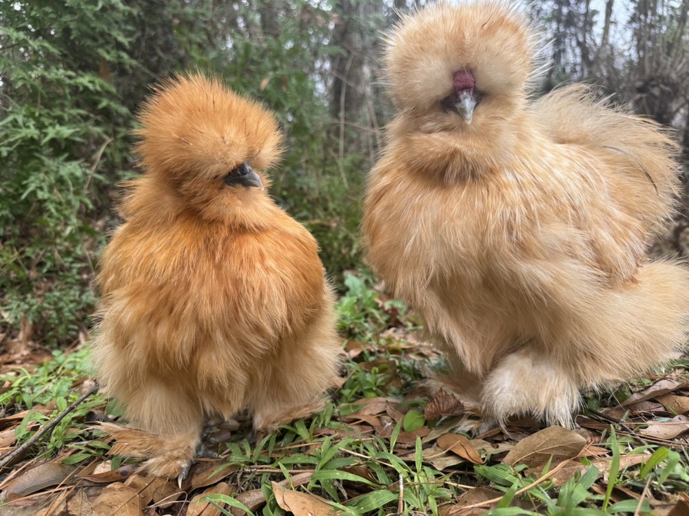 Lemon Cuckoo Silkie Hatching Eggs (12)