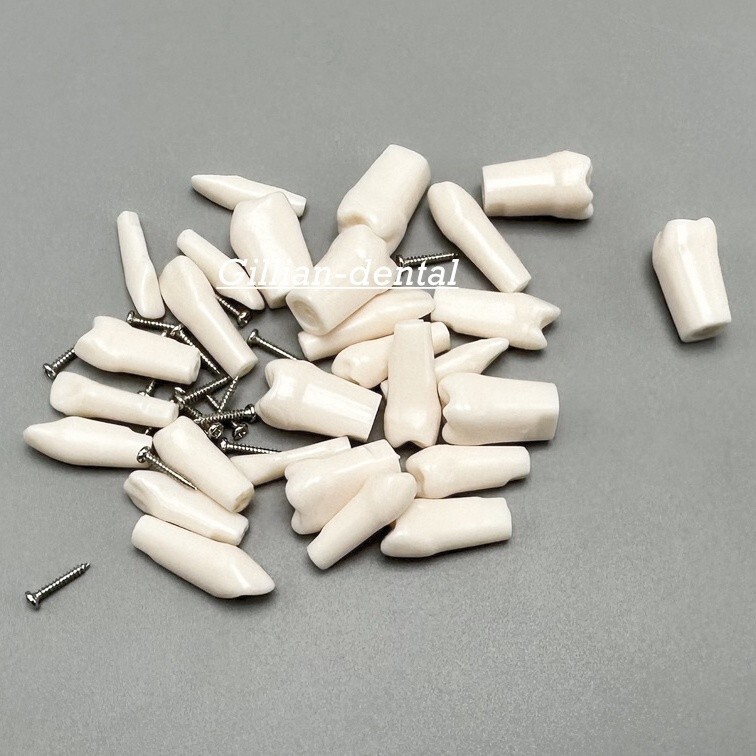 Dental Replacement Screw-in Teeth Typodont Model Practice Removable Tooth Models