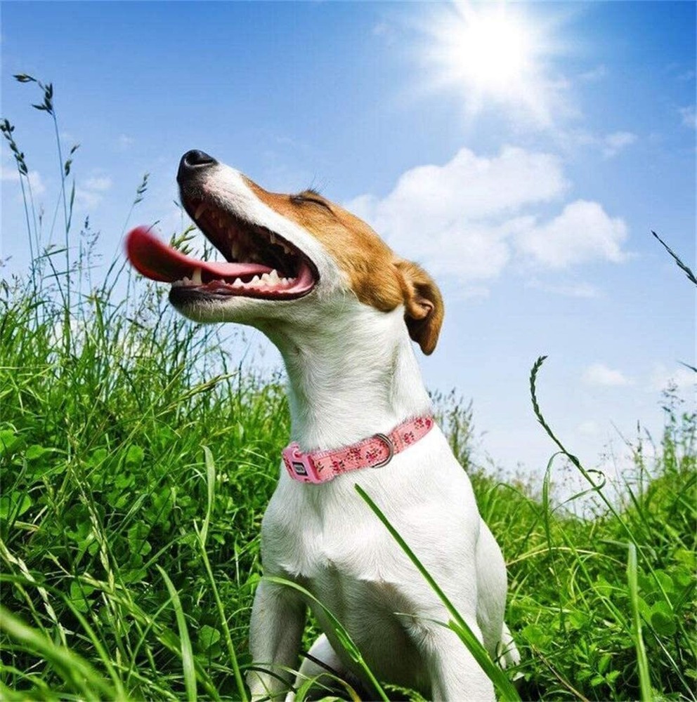 Medium Pink Flower Dog Collar Nylon & Polyester 2-Layer Durable Pet Collar