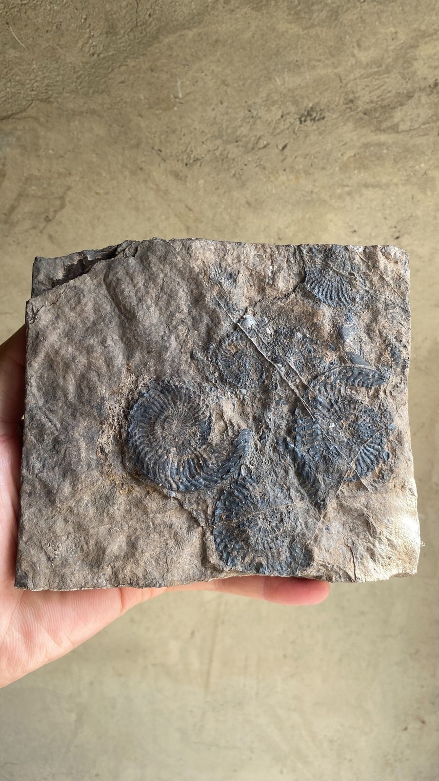 Unique Collection of Paleontological Fossils, Chrysanthemum Fossils