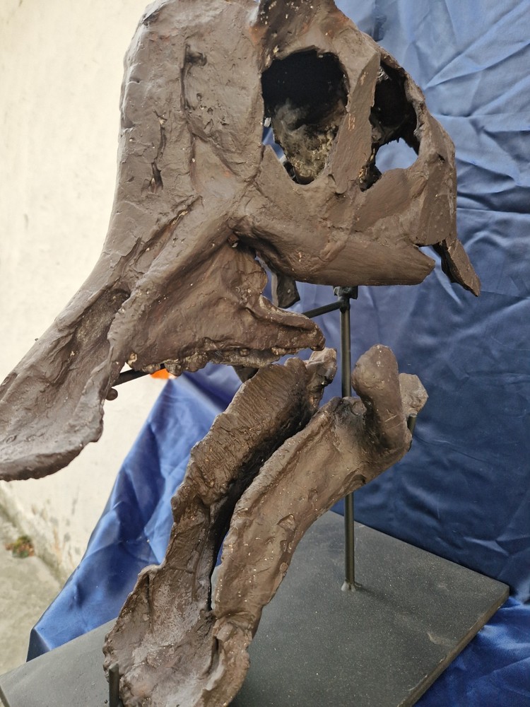 Androsaurus Head Fossil