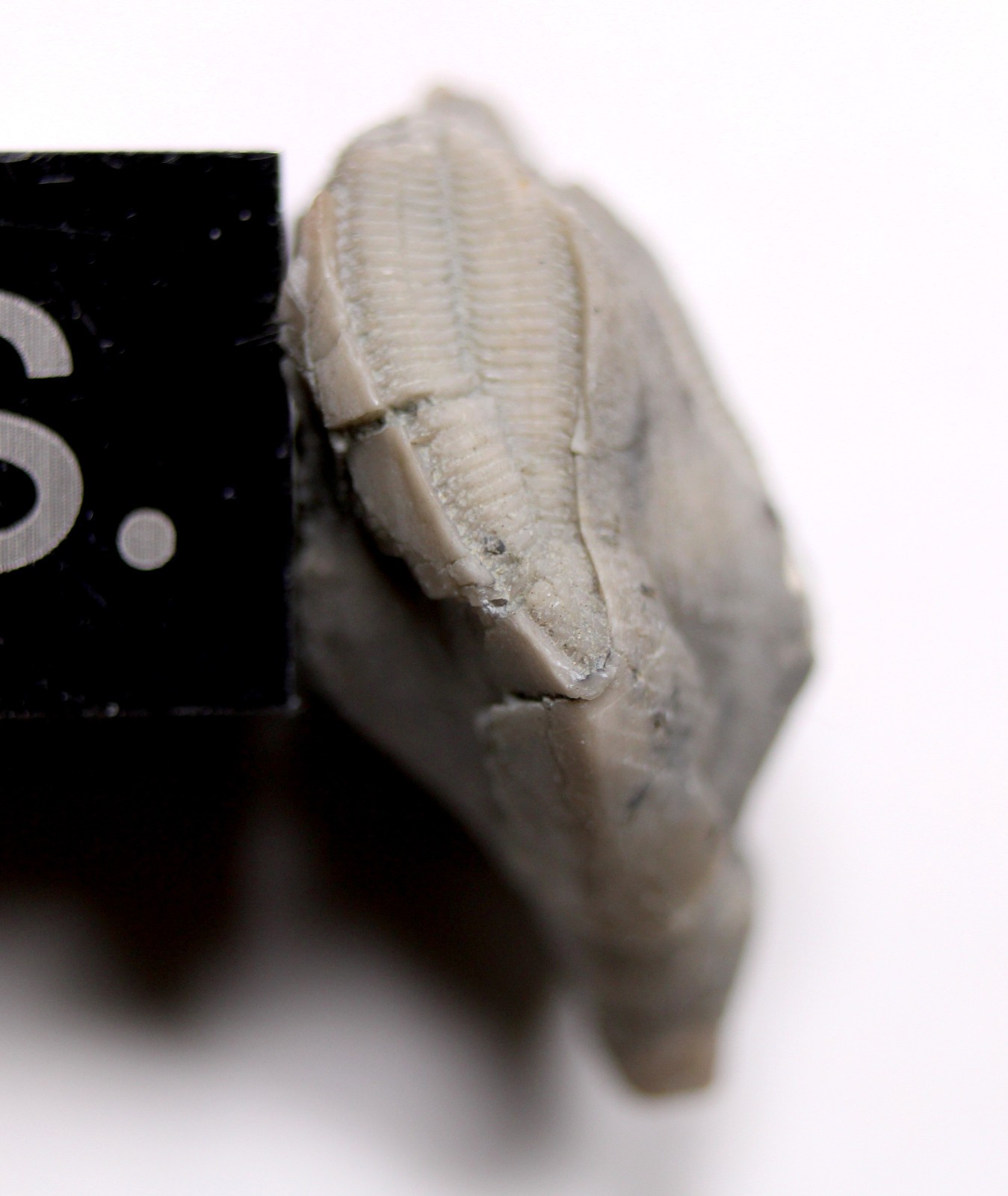 Pentremites Blastoid Fossil Kentucky Mississippian Glen Dean Fm Carboniferous