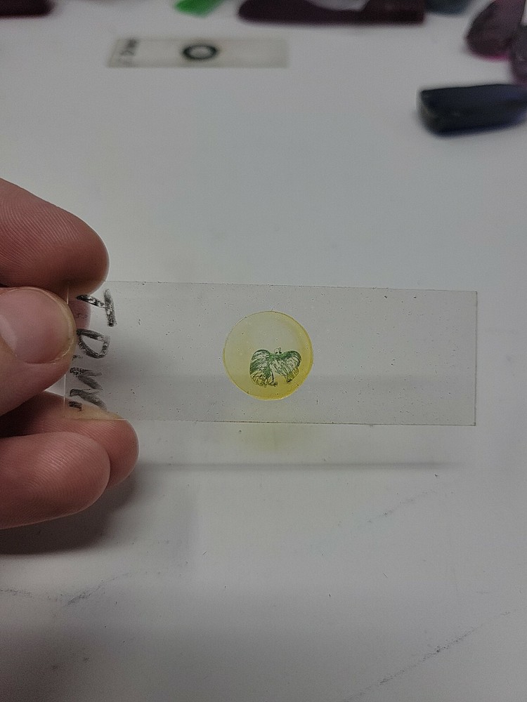 Vintage Microscope Slide 1941