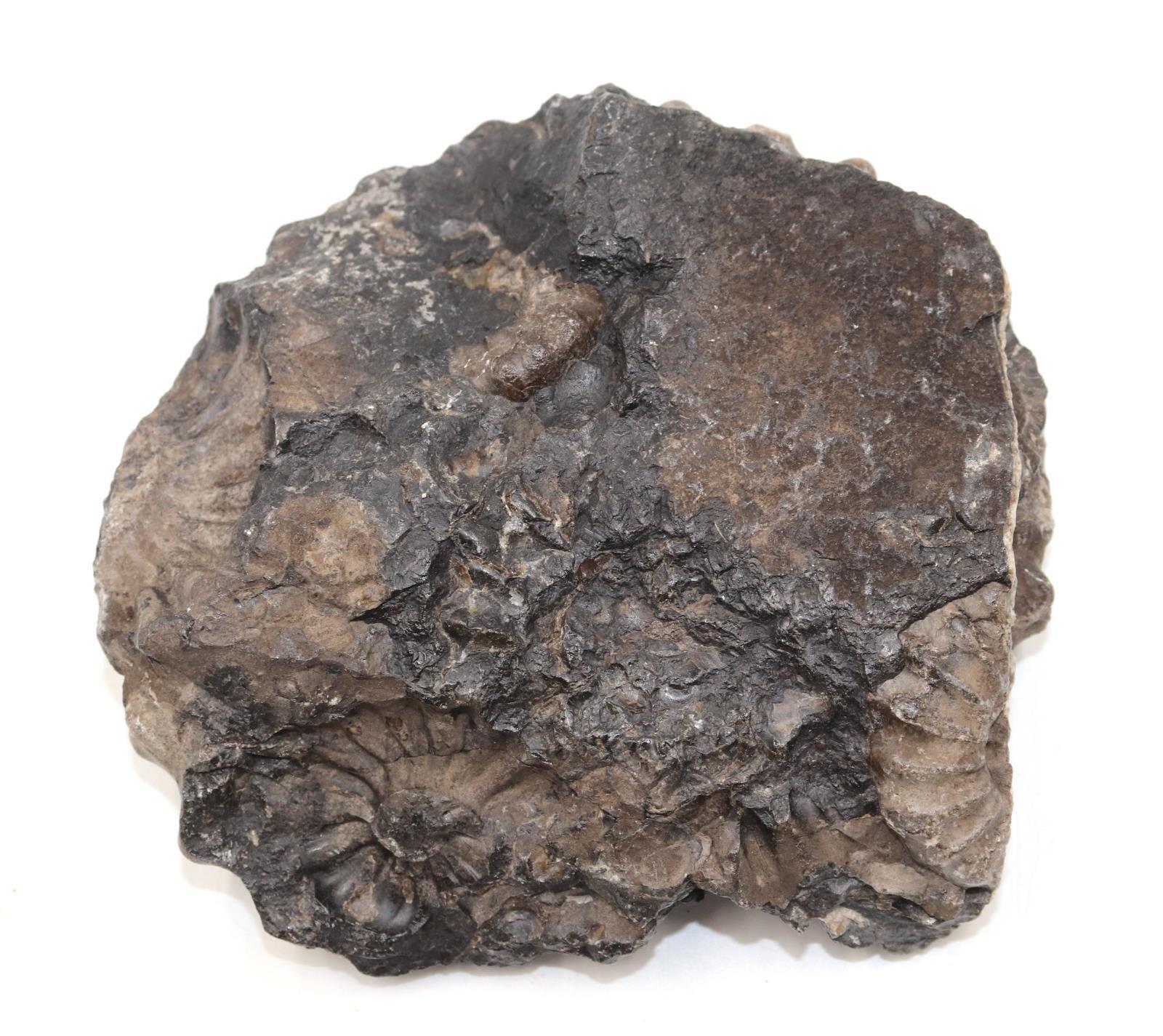 Ammonite Prolyelliceras Fossil Peru 110 Million Years Old #18188