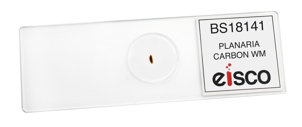 Carbon Fed Planaria - Prepared Microscope Slide - 75x25mm - Eisco Labs