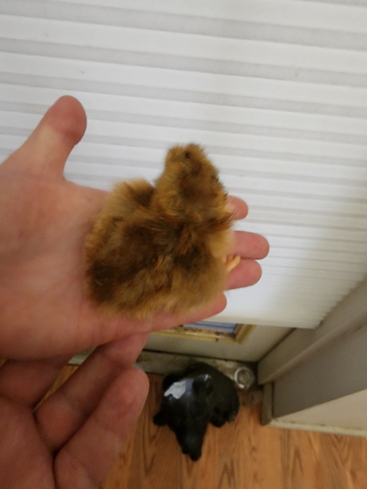 4+ 55 Flowery Hens