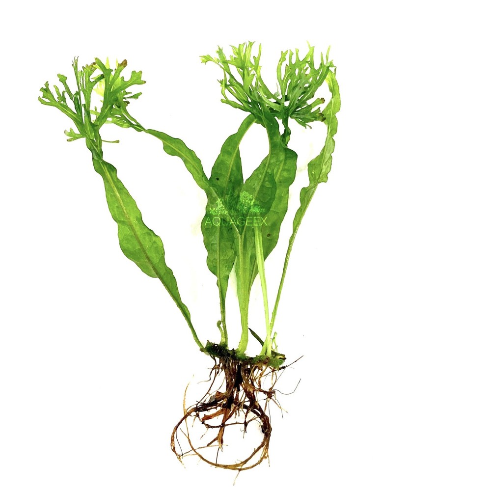 Microsorum Windelov Java Fern Windelov Live Aquarium Plants Easy Green