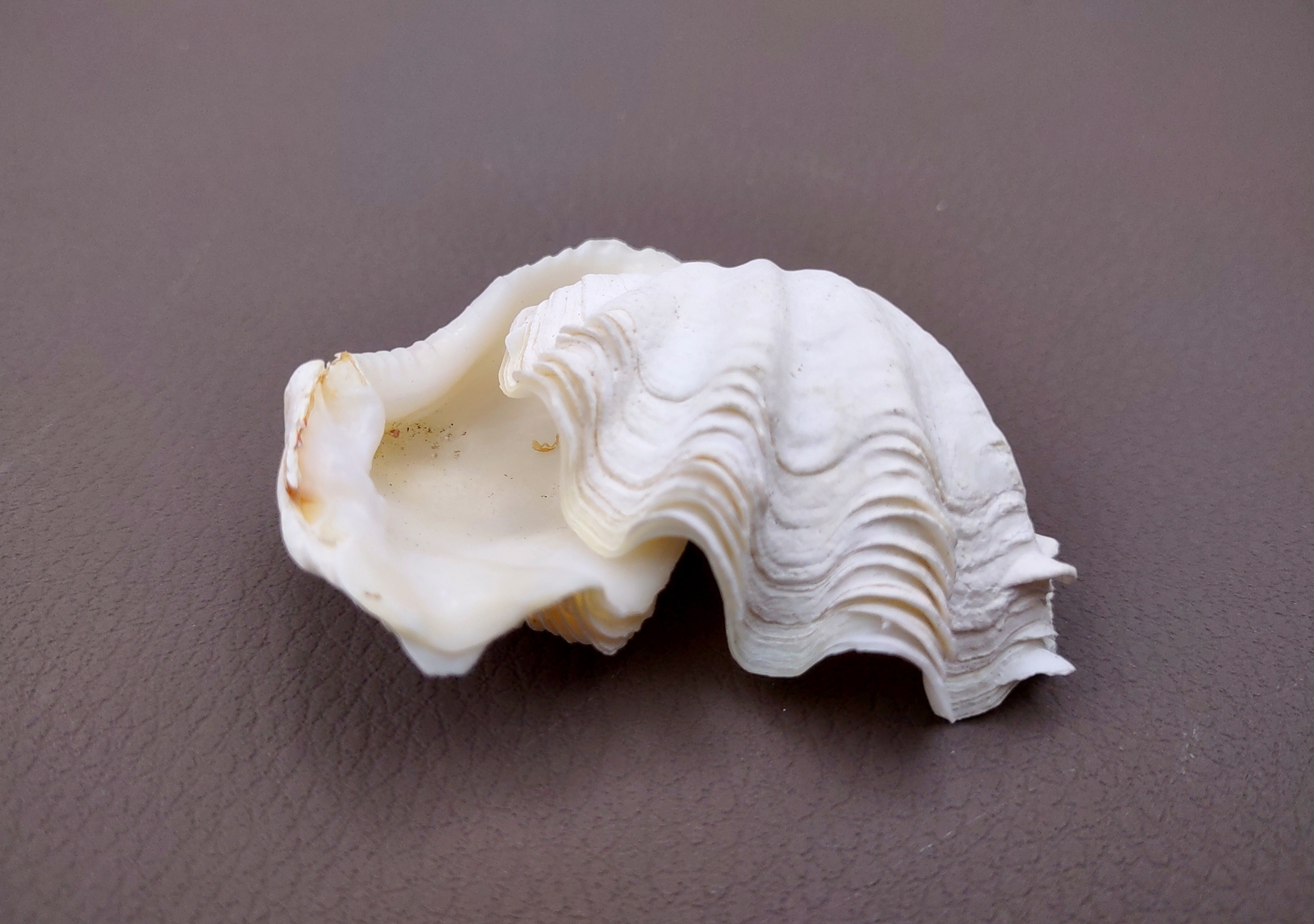 Mini Derasa Clam Seashell White Tridacna Derasa (1 shell approx. 1+ inches)