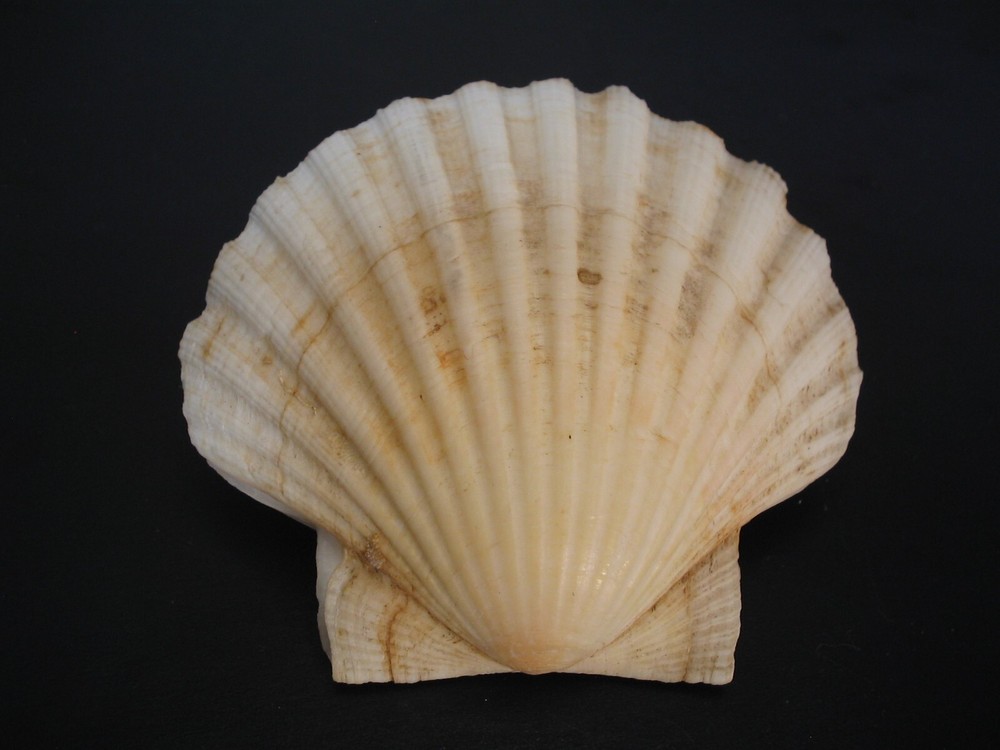 Amazing Pattern...PECTEN MAXIMUS~79.5mm~Scotland SEASHELL
