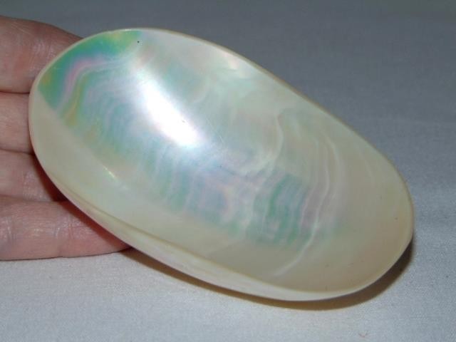 Natural Vintage FRESH WATER CLAM Polished Seashell, From Kanchanaburi, Thailand