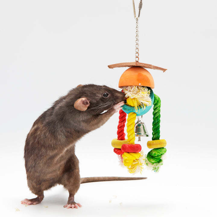 Cage Enhancement Set (Premium) - Interactive Climbing Foraging Accessory